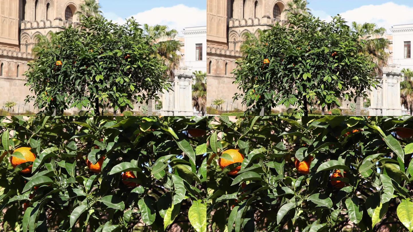 意大利西西里岛巴勒莫的桔树序列