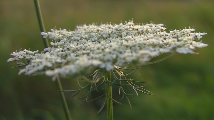 魏，特写？E平花带小白？风吹得很急。