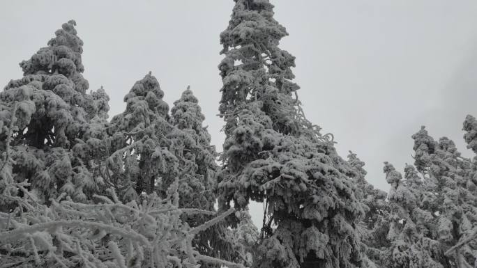 大自然森林雪景