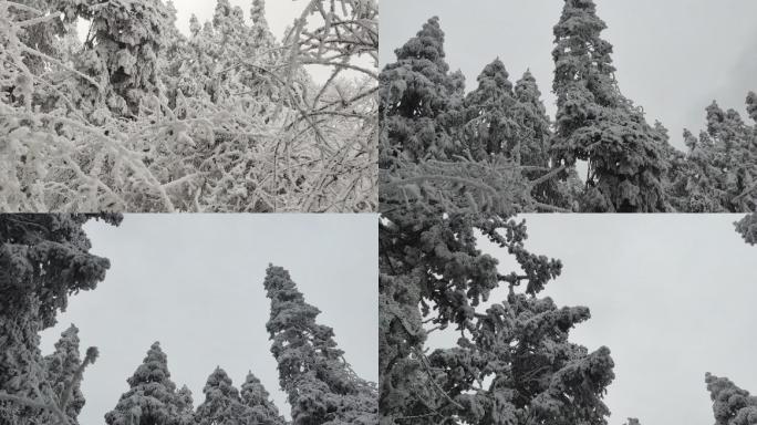 大自然森林雪景