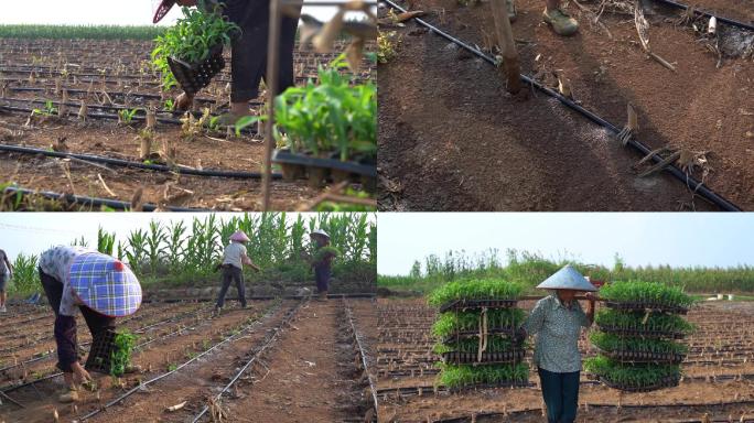 农村农民种植玉米苗