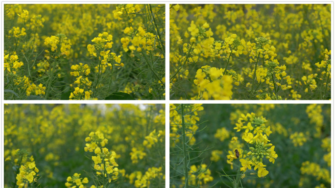 实拍油菜花