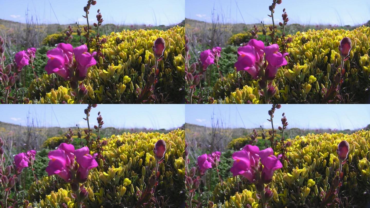 野生草地上彩色花朵的特写镜头；葡萄牙阿尔加维海岸；微风，蓝天白云。