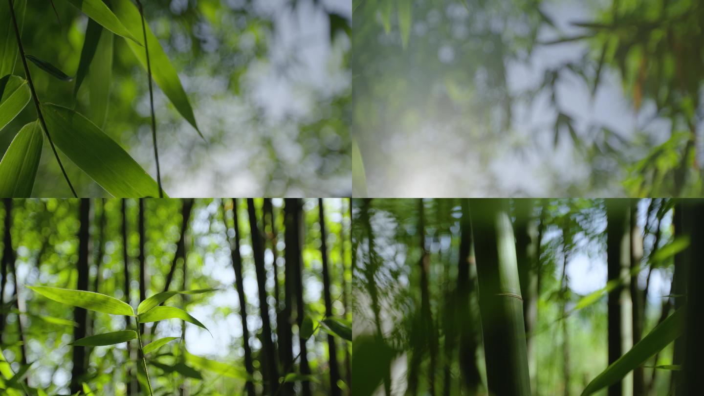 唯美清晨阳光逆光竹林竹叶传统意境视频素材