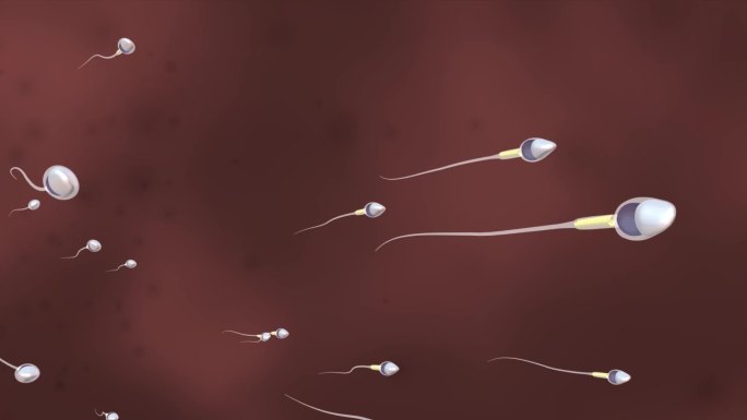 精子游行受精过程