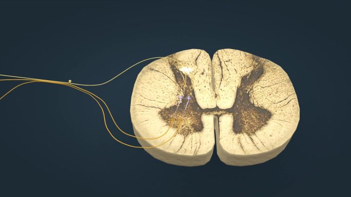 脊髓神经传导神经传输退避反射