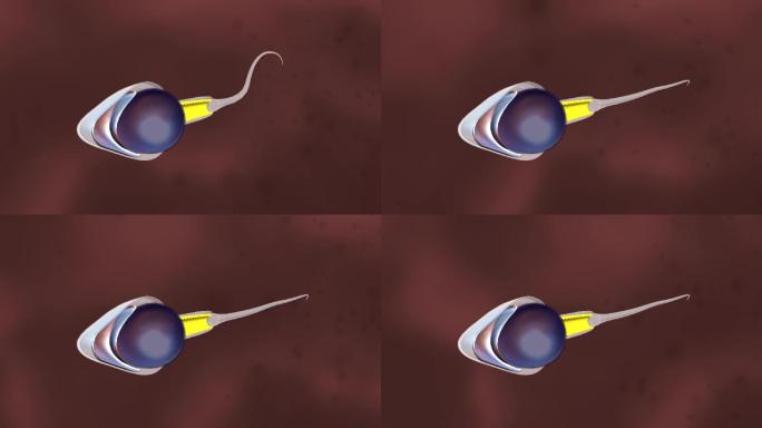 精子结构组成解剖受精过程三维动画