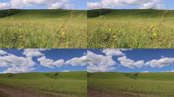 夏季乌兰布统大草原