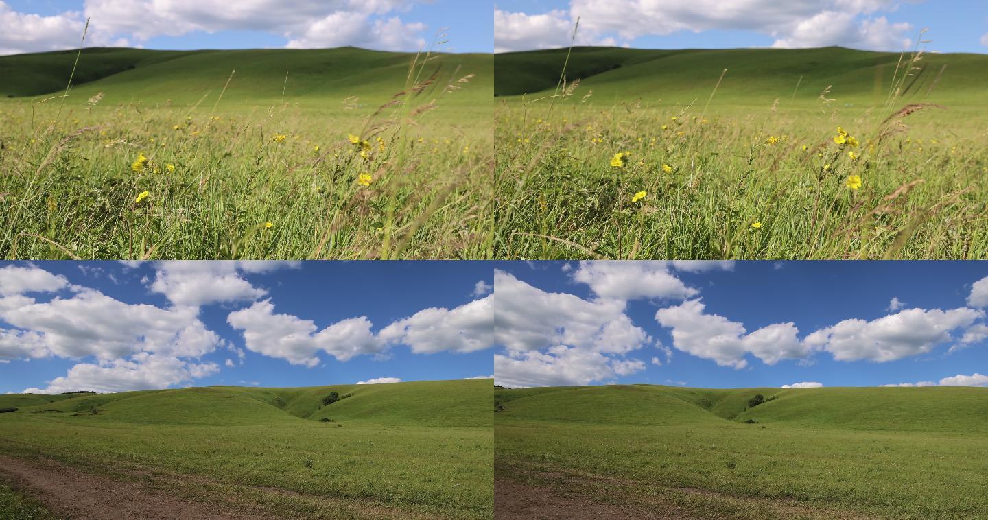 夏季乌兰布统大草原