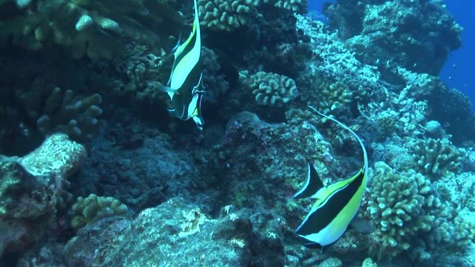 Halterfish，Zanclus Cornutus，珊瑚礁上的摩尔人偶像