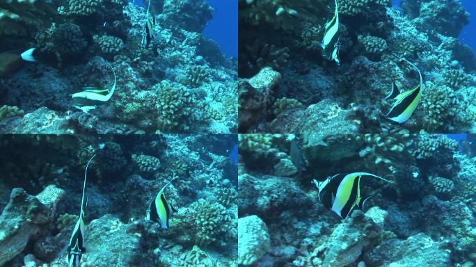 Halterfish，Zanclus Cornutus，珊瑚礁上的摩尔人偶像
