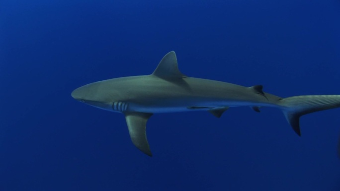 Grauer Riffhai，灰礁鲨（Carcharhinus Amblyrhynchos）