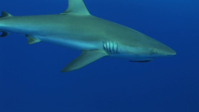 灰礁鲨（Carcharhinus Amblyrhynchos）在海里游泳