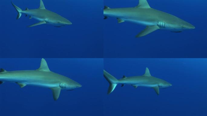 灰礁鲨（Carcharhinus Amblyrhynchos）在海里游泳