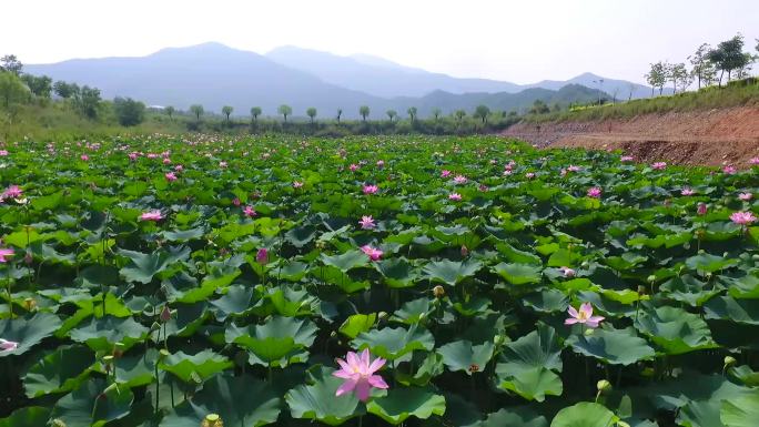 荷花池视频素材