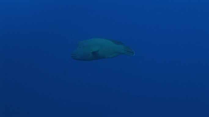 拿破仑濑鱼（Cheilinus波纹），毛伊岛濑鱼在海里游泳。