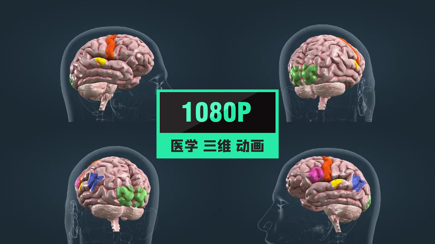 医学人体大脑皮层皮质