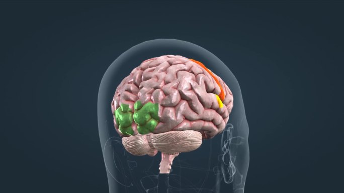 医学人体大脑皮层皮质