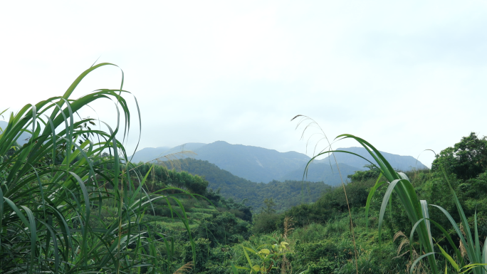 山野山间野外大山深处实拍