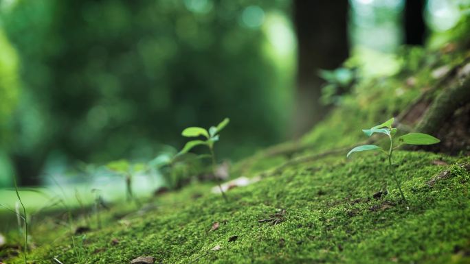 树根底下树芽苔藓