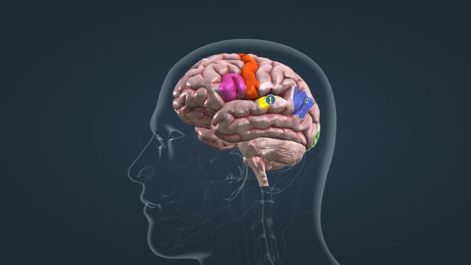 脑部语言能力皮质区