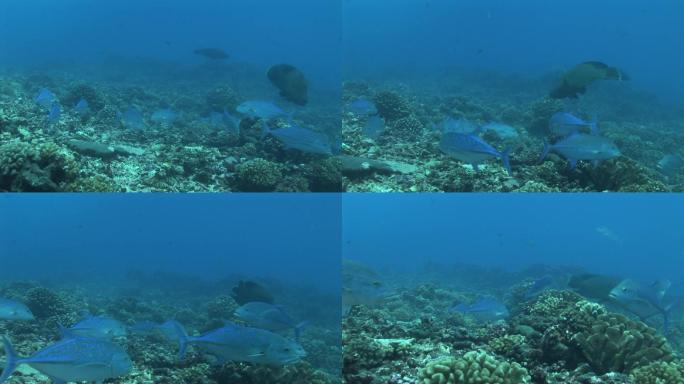 珊瑚和杰克蓝，蓝鳍鲭鱼，锦鲤，在海里