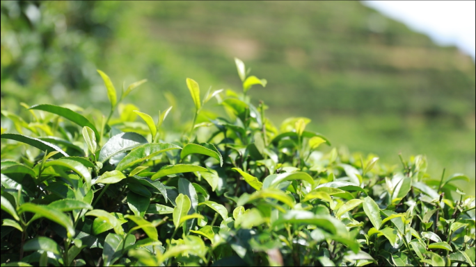寿宁高山茶种植地