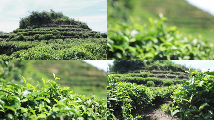 寿宁高山茶种植地