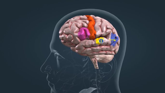 大脑脑部语言能力皮质区配音