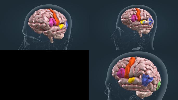 大脑脑部语言能力皮质区配音