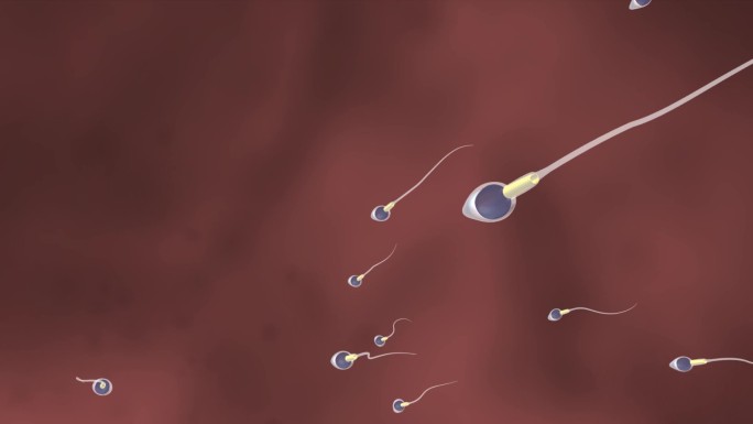 精子游动受精过程三维动画
