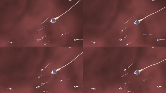 精子游动受精过程三维动画