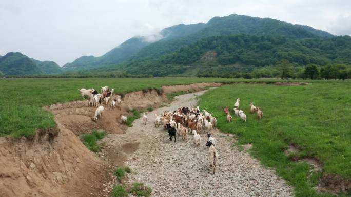 神农架大九湖景区里放养的羊群