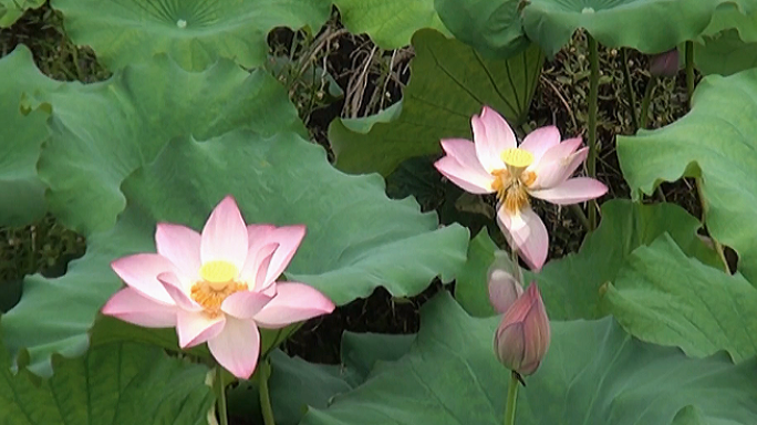 花落花开