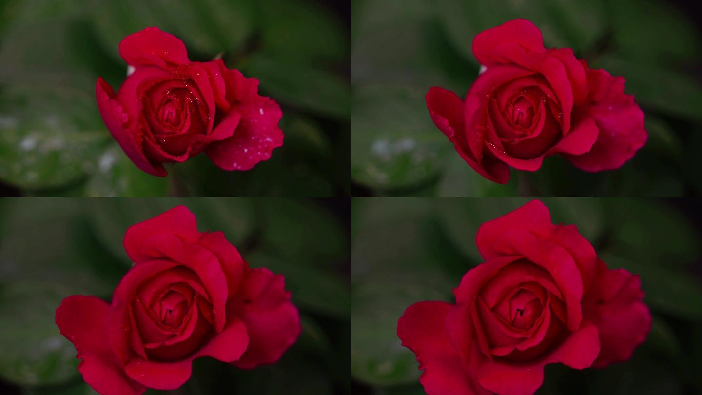 红玫瑰 七夕 情人节 玫瑰 玫瑰花