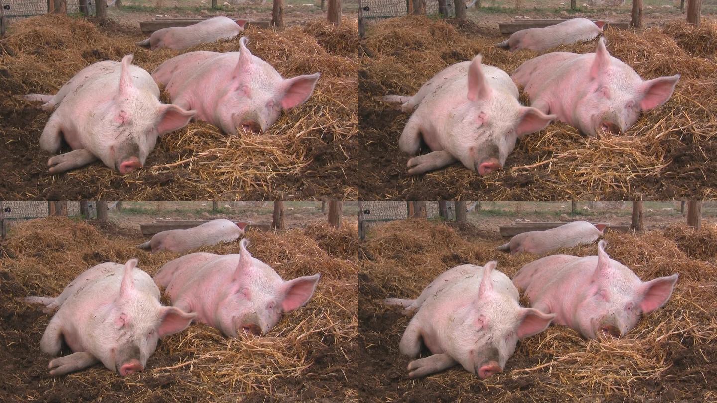 猪在稻草里互相拥抱，扭动着耳朵。