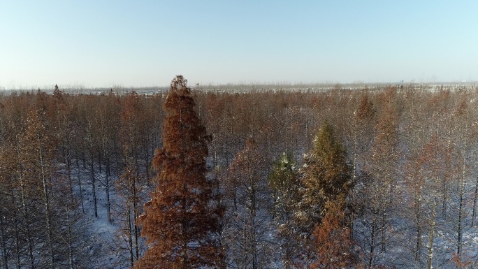 红杉林雪景