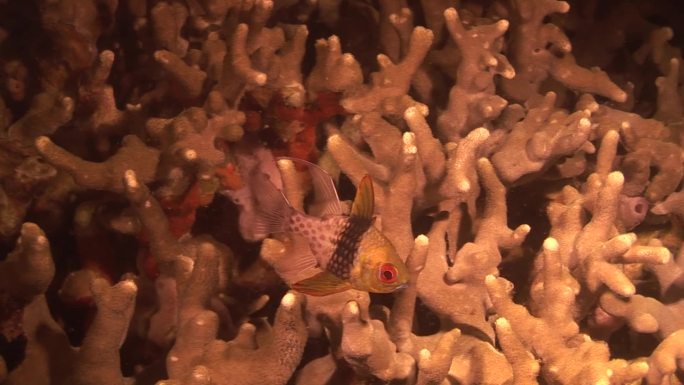 红衣主教鱼（Sphaeramia线虫目）在珊瑚之间游动。