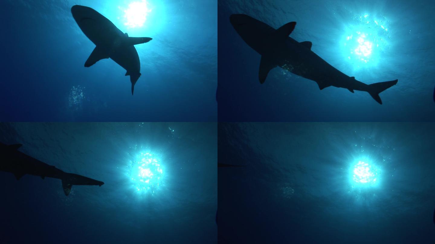 灰礁鲨，在阳光的背景下在海里游泳。