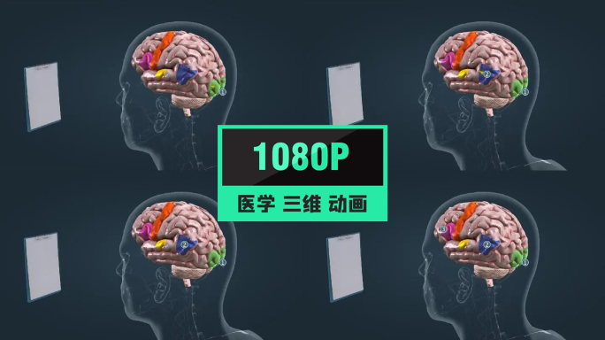 人体语言能力皮质区