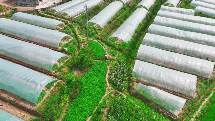 航拍川中丘陵农业基地 大棚蔬菜