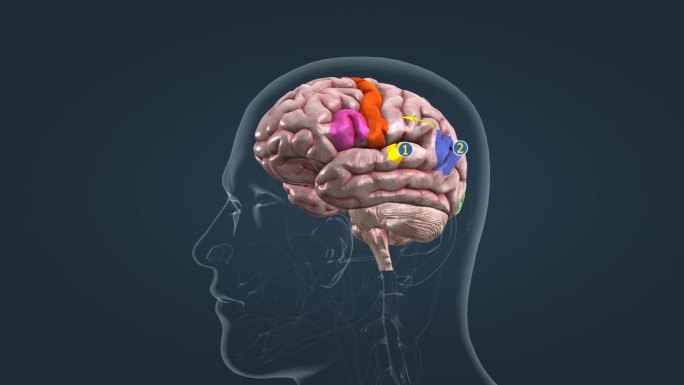 大脑语言能力皮质区