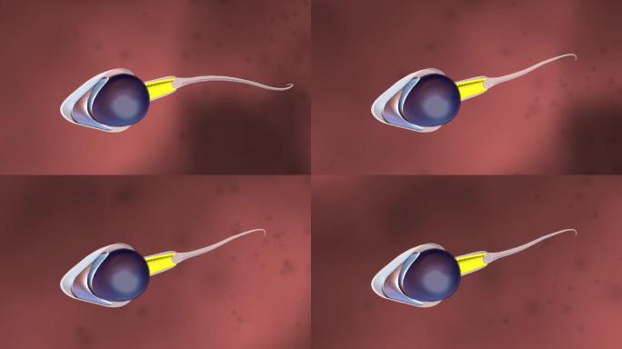 三维人体受精精子解剖
