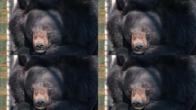 喜马拉雅黑熊