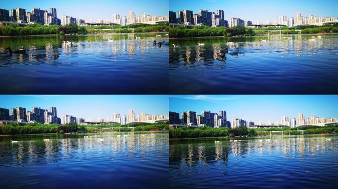 4K高清实拍西安曲江池遗址公园鸳鸯戏水