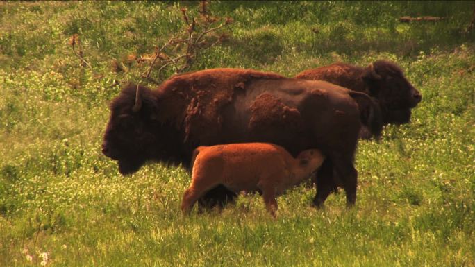 水牛在茂盛的春季草地上吃草的高清照片。非常适合主题为驯养动物、牧场、食品生产、自然、美国文化、季节性