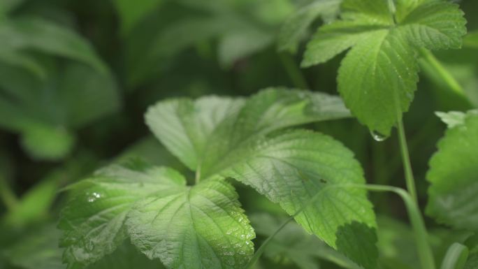 [原创】清晨小草阳光雨露葎草