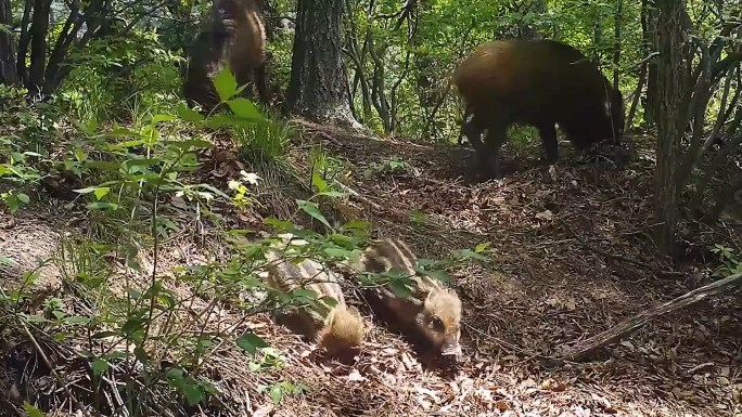 森林红外相机拍摄野生动物