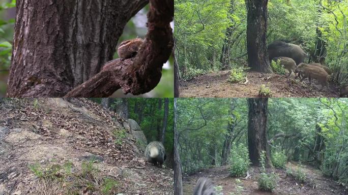森林红外相机拍摄野生动物