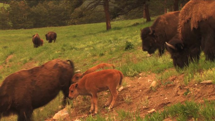 野牛（美洲水牛）和小牛在牧场上吃草。非常适合主题为驯养动物、牧场、食品生产、自然、美国文化、季节性、